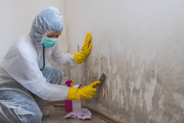 Trusted Jekyll Island, GA Mold Remediation Experts