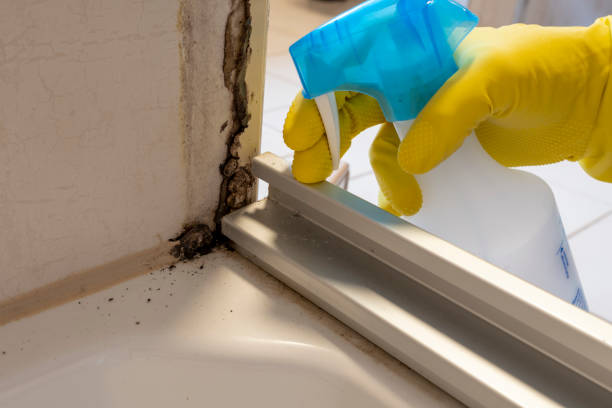 Best Post-Flood Mold Remediation in Jekyll Island, GA